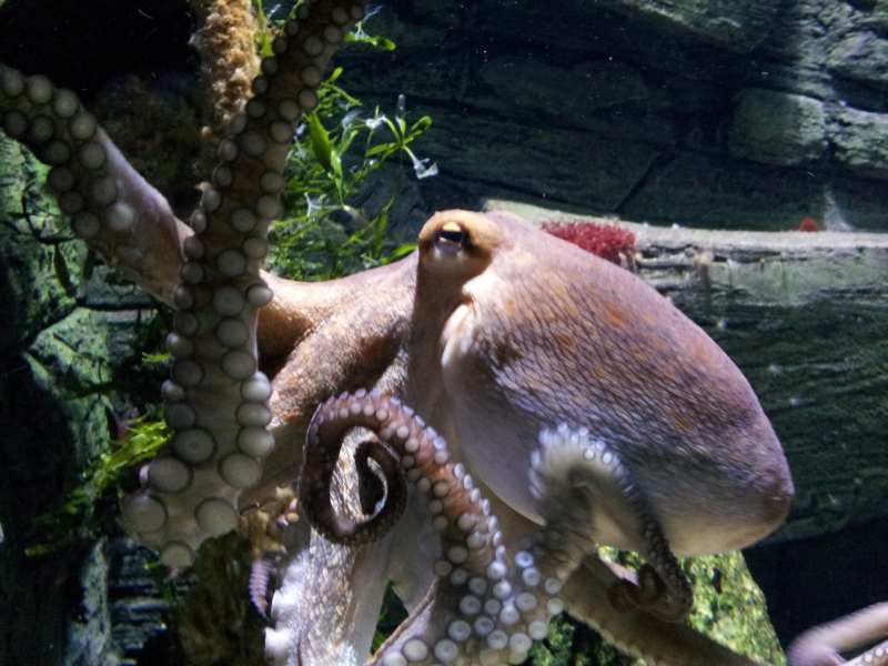 Paul der Tintenfisch