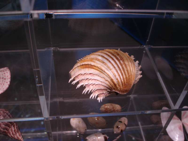 Muschel
