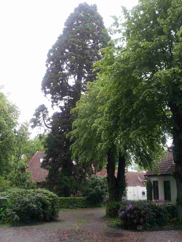 Mammutbaum Worpswede