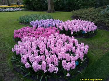 Hyazinthen auf dem Keukenhof