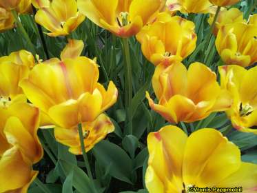 Tulpen