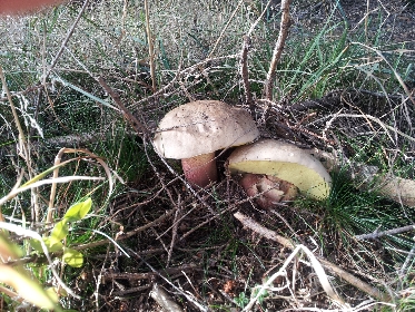 Schönfußrörlinge