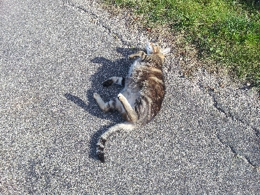 Katze in der Sonne