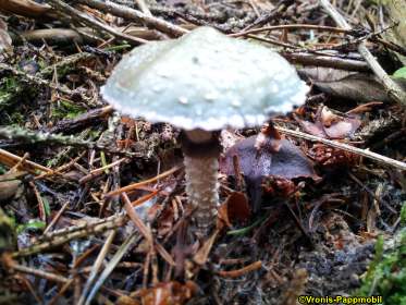 Tintenfischpilz