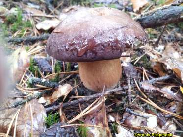 Tintenfischpilz